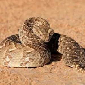 BUY CROTALUS DURISSUS VENOM ONLINE