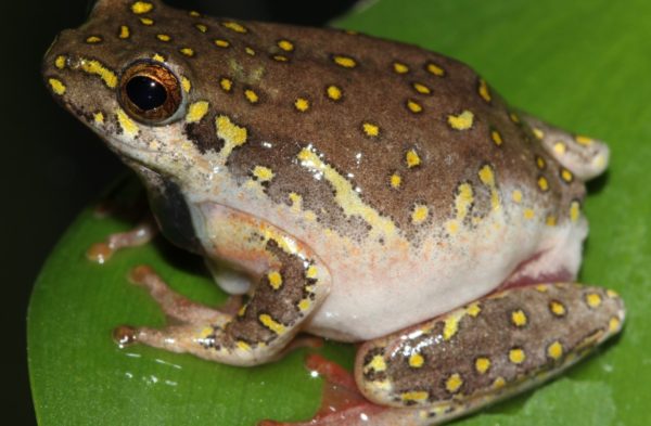 BUY KASSINA SENEGALENSIS TOAD VENOM