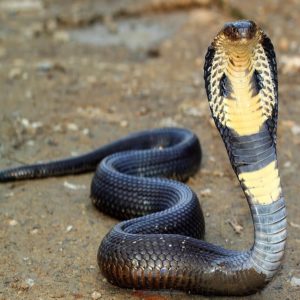 BUY KING COBRA SNAKE VENOM ONLINE