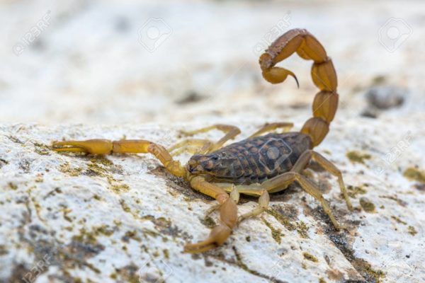 Buthus Occitanus Venom