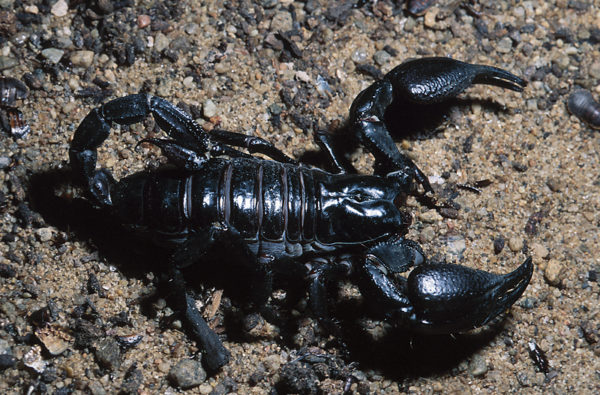 Buy Emperor Scorpion Venom Online